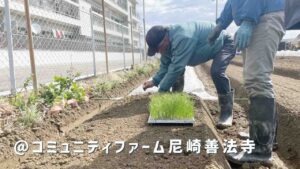 尼崎でネギを植えてきました……！