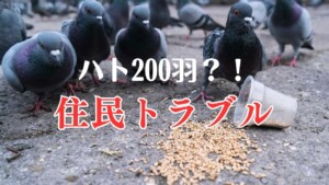 尼崎市営住宅「ハト200羽問題」徹底解説｜トラブルの原因と相談先まとめ