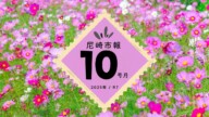 尼崎市報10月号まとめ｜イベント目白押し。武庫まつり、図書館ぬいぐるみおとまり会、尼崎28億円黒字などニュース多数