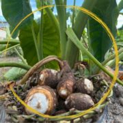 武庫の里ファームのプロフィール画像